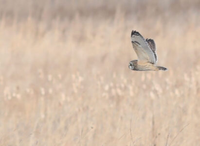 Short-eared Owl hunting at Shawangunk Grasslands. Photo by Kyle Bardwell.