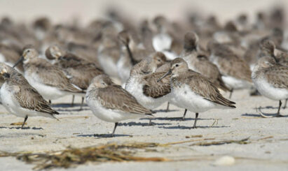 Dunlin at Nickerson Beach. Photo by David Chernek.