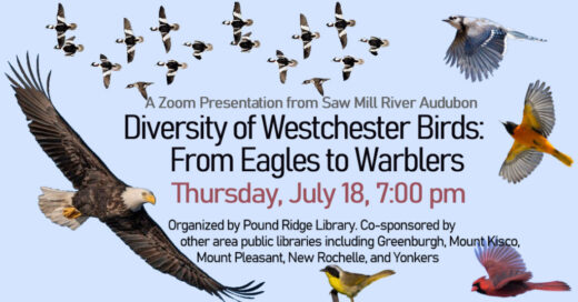 Westchester-Bird-Diversity-July2024