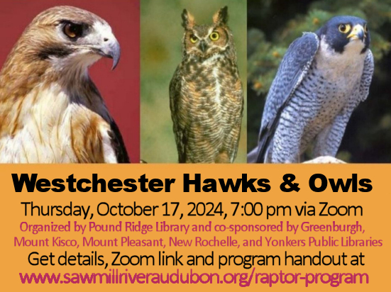 Westchester-Hawks-Owls-Pound-Ridge-Oct17-2024