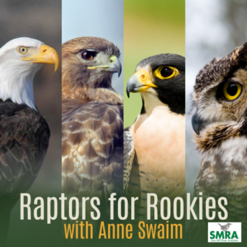 Raptors for Rookies-Library-Square