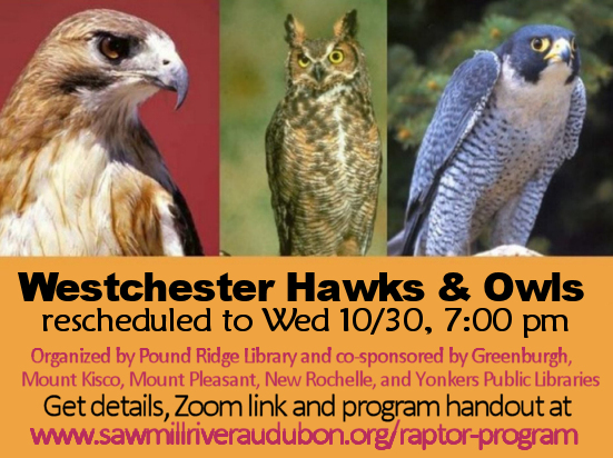 Westchester-Hawks-Owls-Pound-Ridge-Oct30-2024