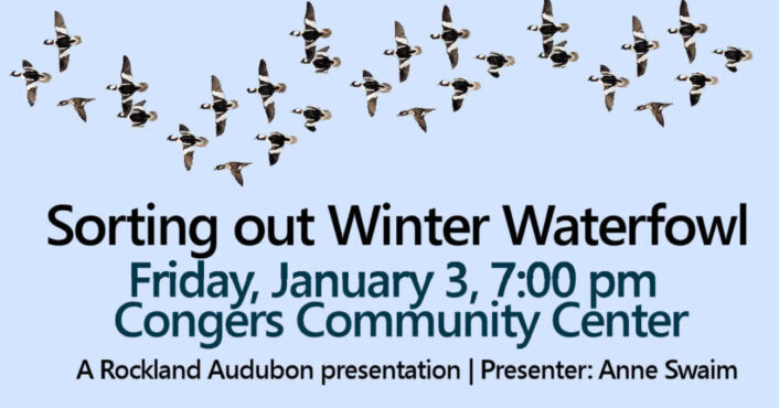 Waterfowl-Rockland-Audubon-Jan3-2025