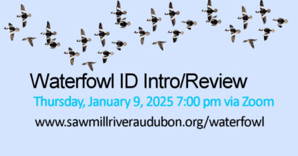 WaterfowlID-Jan2025