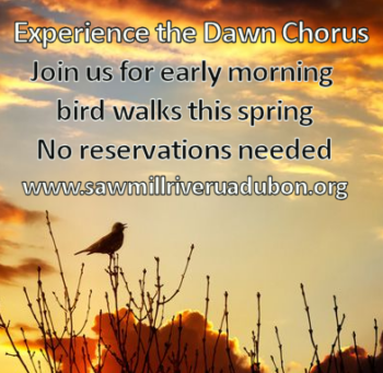 Dawn-Chorus-2025-square