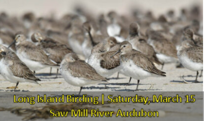 Dunlin at Nickerson Beach. Photo by David Chernek.