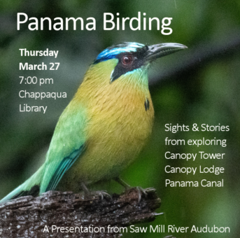 Panama-Birding