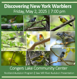 Warblers-Rockland-May-2025