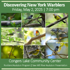 Warblers-Rockland-May-2025