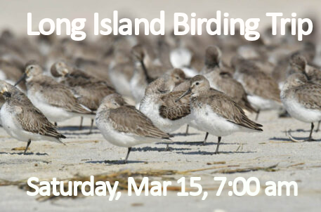 Dunlin. Photo: David Chernek. Macaulay Library #218891021