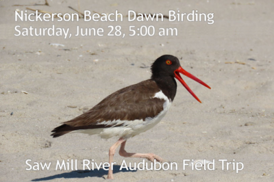 Nickerson-Beach-Birding-June28-2025