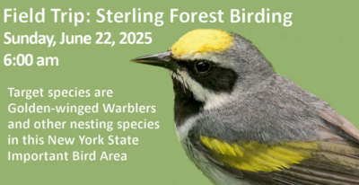 SterlingForestBirding-June22-20254-1