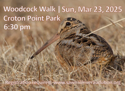 American Woodcock. Photo: Chris Wood | Macaulay Library