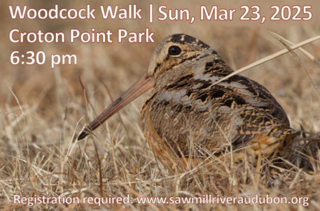 American Woodcock. Photo: Chris Wood  Macaulay Library